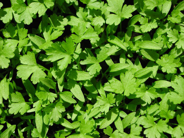 istock Petroselinum crispum neapolitanum 1125947311