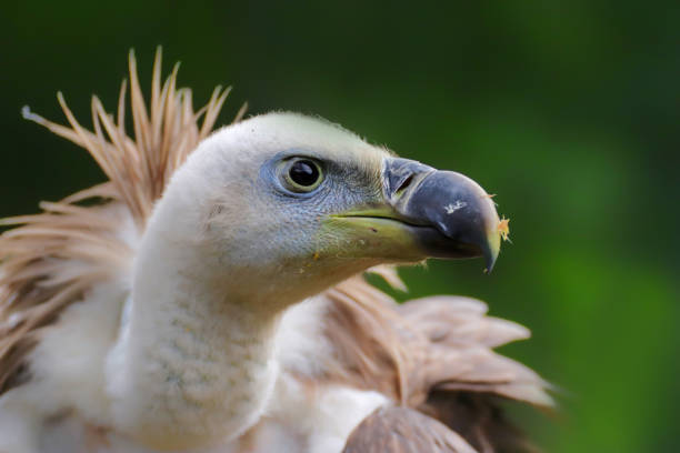 istock Detail face vulture on green background 1125947418