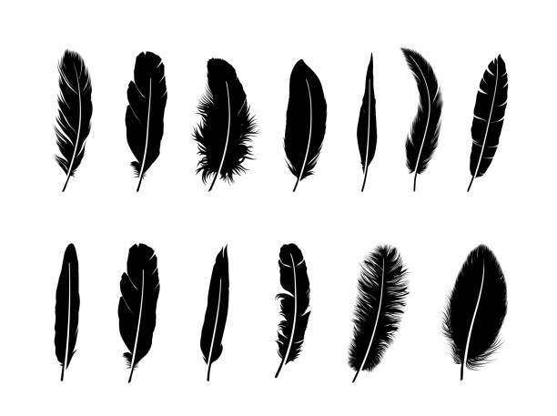 Feather set.  Different  birds feathers silhouette icons over white background Feather set. Drawn illustration of different  birds feathers isolated over white background feather stock illustrations