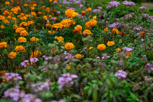 istock Flowerbed of mixed flowers 1125950232