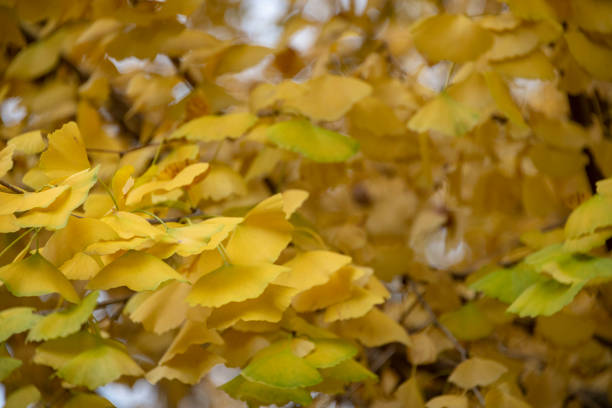 istock Golden Ginkgo Leaves 1125950290