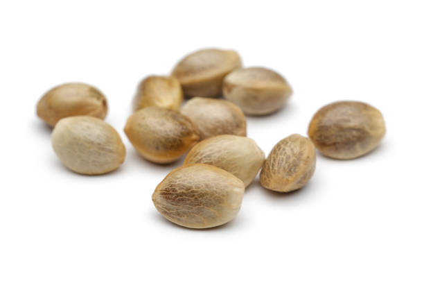 istock Heap of hemp seeds on white background 1125951142
