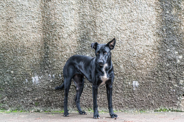 istock Black mutt dog in front of a rustic wall. 1125951527