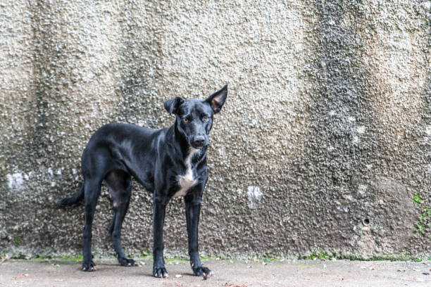 istock Black mutt dog in front of a rustic wall. 1125951550