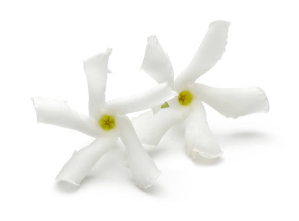 istock Star jasmine flowers on white background 1125951559