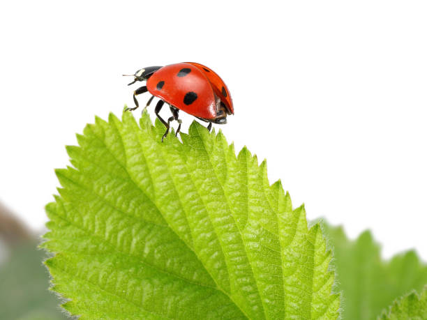 coccinella sulla foglia verde, macro - ladybug grass leaf close up foto e immagini stock