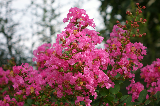 Lagerstroemia indica flowers bloom in the garden