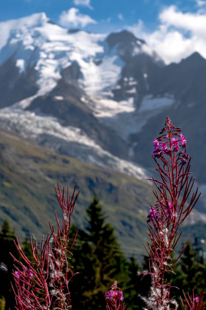 istock Close-up of rosebay willowherb with Mt Blanc in background 1125952682
