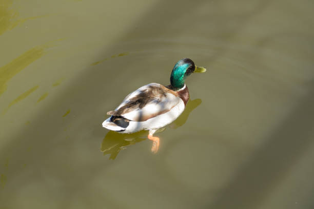 istock Male Mallard Duck Spreading Wings in Water 1125952704