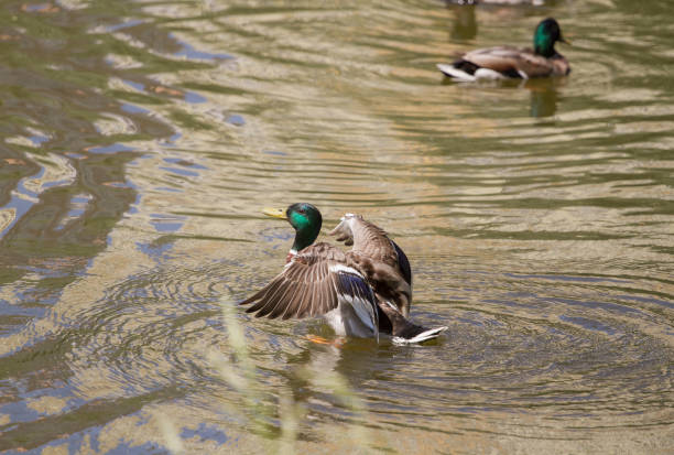 istock Male Mallard Duck Spreading Wings in Water 1125952749