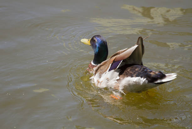 istock Male Mallard Duck Spreading Wings in Water 1125952839