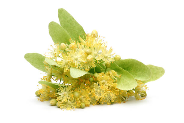 istock Fresh linden flowers and leaves 1125953030