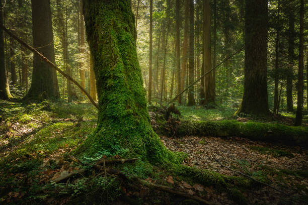 istock Rainforest ancient trees covered with green moss. Beautiful Tara mountain in Serbia. 1125953036