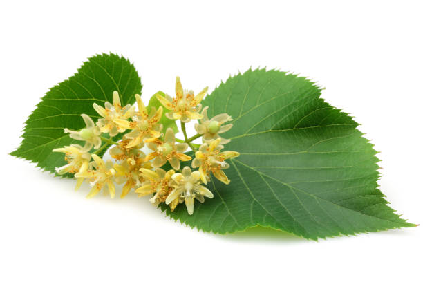 istock Fresh linden flowers and leaves 1125953042