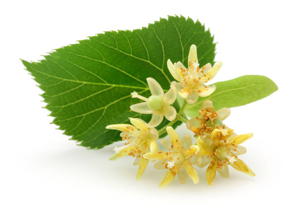 istock Fresh linden flowers and leaves 1125953591