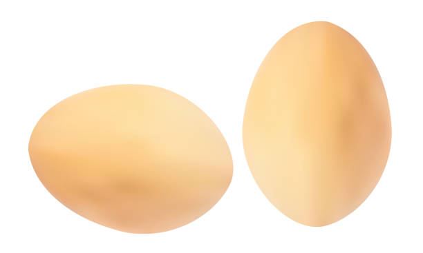 흰색 배경, 벡터 eps 10 갈색 달걀의 쌍 - white background brown animal egg ellipse stock illustrations