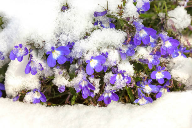 Blue flowers covered with fresh snow. Lobelia erinus, commonly called edging  lobelia Blue flowers covered with fresh snow. Lobelia erinus, commonly called edging  lobelia snowdrops in woodland stock pictures, royalty-free photos & images