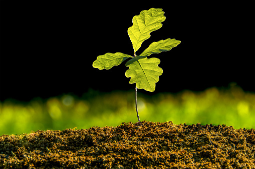 Germinating tree, a small oak on a black background, isolated plant