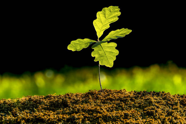 Germinating tree, a small oak on a black background, isolated plant Small oak plant in the garden. Tree oak planted in the soil substrate. Seedlings or plants illuminated by the side light. Highly lighted oak leaves with dark background and green grass. acorn photos stock pictures, royalty-free photos & images