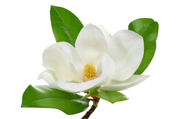 istock Magnolia flower with leaves on white background 1125954497