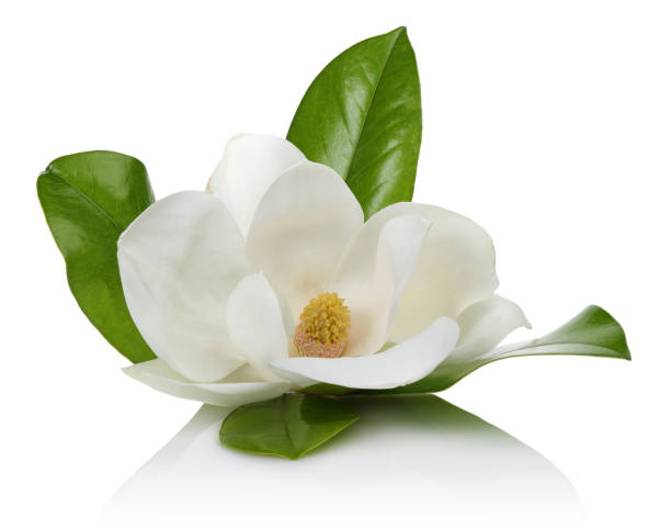 istock Magnolia flower with leaves on white background 1125954553