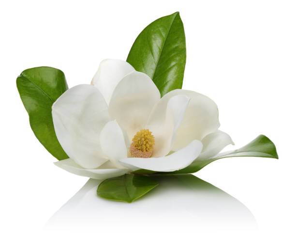 flor de magnólia com folhas no fundo branco - magnolia blossom flower head single flower - fotografias e filmes do acervo
