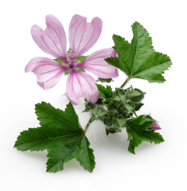 istock Mallow plant with flowers and leaves 1125954813