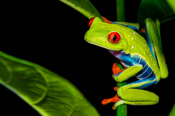Red-eyed Tree Frog A close up of a Red-eyed Tree Frog in Costa Rica frog photos stock pictures, royalty-free photos & images