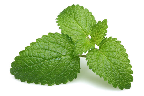 frische zitronenmelisse blätter, melissa - lemon balm stock-fotos und bilder