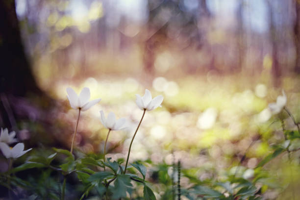istock Background with spring primroses - white flowers of an anemony 1125956132