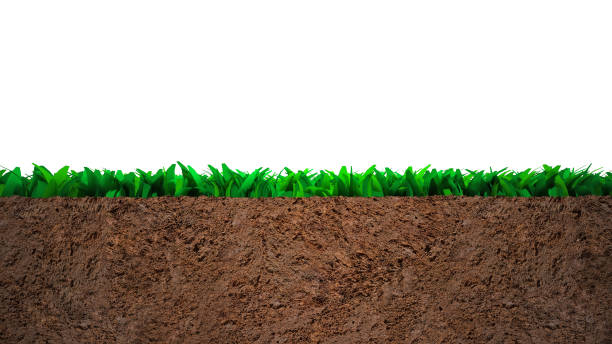 istock Cross section of grass and soil 1125957516
