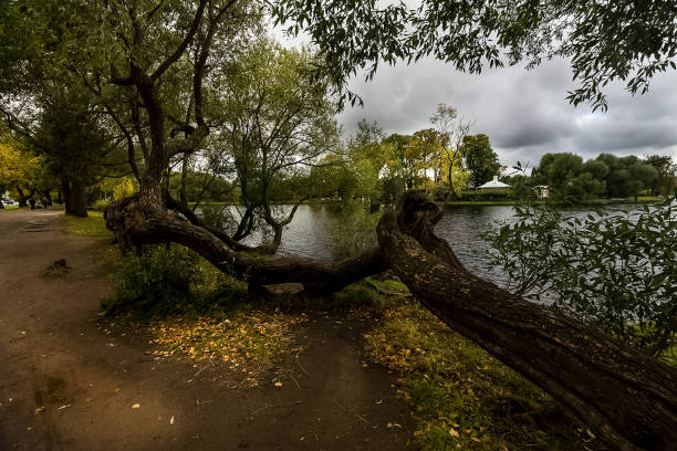 Nature near Peterhof, ponds and forest.