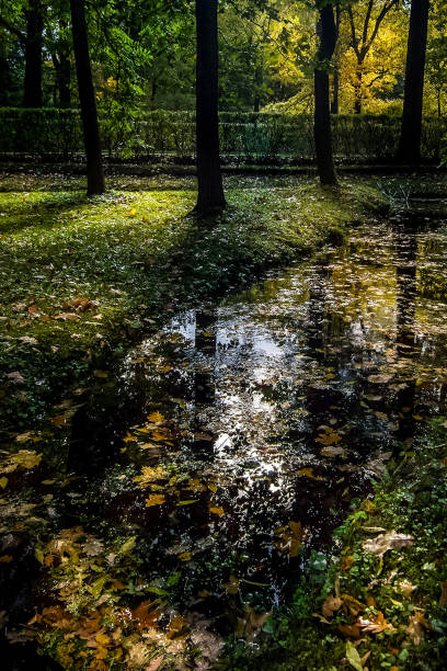 Nature near Peterhof, ponds and forest.