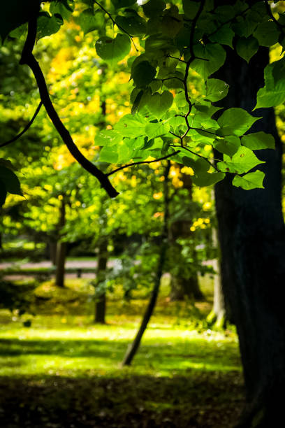 istock Nature near Peterhof, ponds and forest. 1125959526