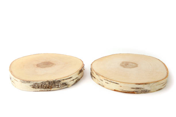 Cut birch tree round stump.
