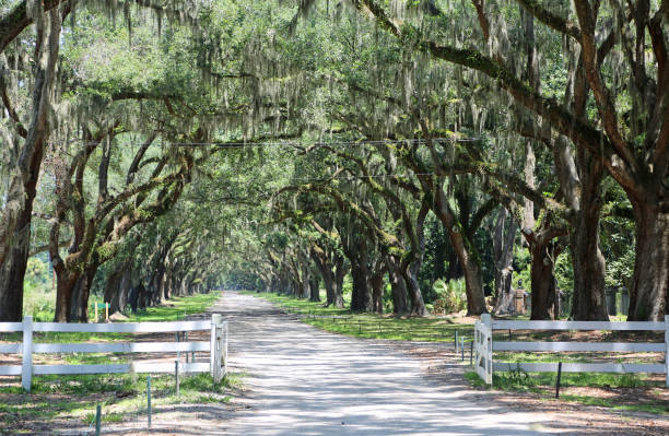 istock Open gate to oak alley 1125964444