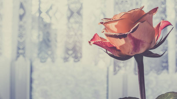 istock Close up of orange rose 1125964906