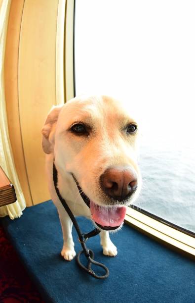 istock Labrador Retriever at Christmas 1125965726