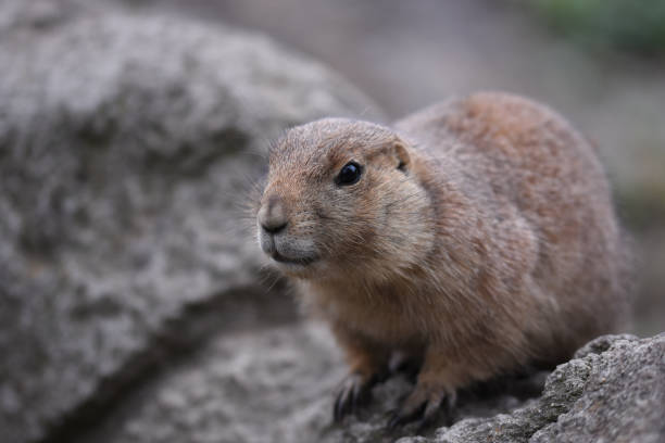 istock Portrait of a prairie dog 1125966030