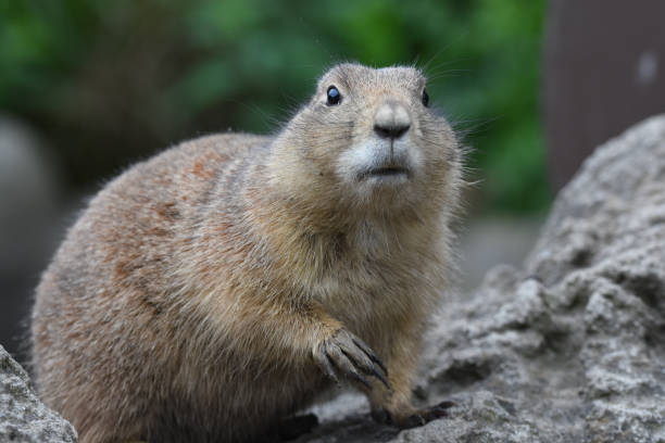 istock Portrait of a prairie dog 1125966114