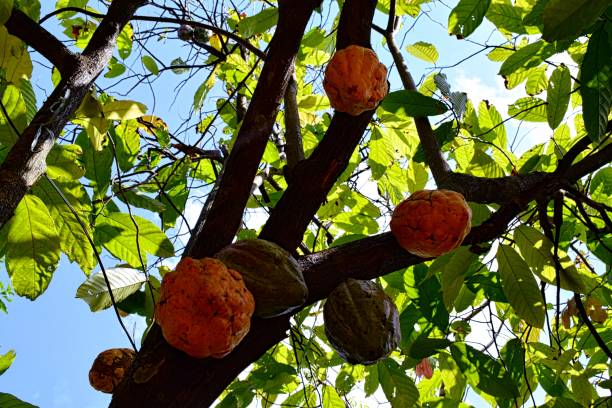 istock Orange pods on the branches of the cocoa tree 1125966981