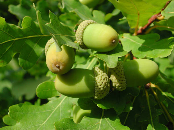 quercus robur - english oak fotografías e imágenes de stock