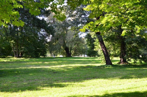 fragment of a nature corner in the kadriorg park in the city of tallinn, estonia. - indescribable imagens e fotografias de stock