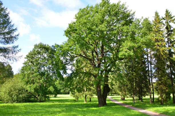 fragment rogu przyrody w parku kadriorg w mieście tallin, estonia. - indescribable zdjęcia i obrazy z banku zdjęć