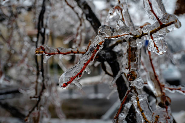 istock Silent ice. Frozen plants background 1125967891