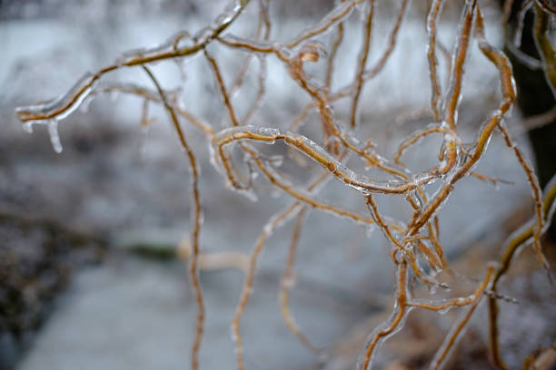 istock Silent ice. Frozen plants background 1125968469