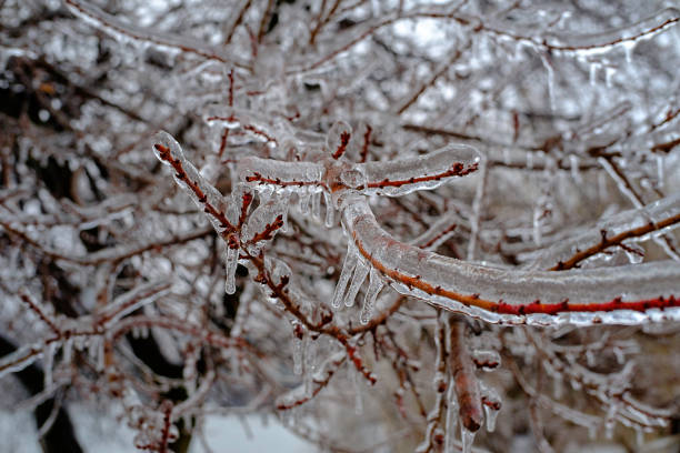 istock Silent ice. Frozen plants background 1125968484