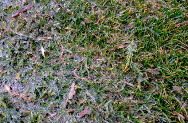 istock Silent ice. Frozen plants background 1125968493
