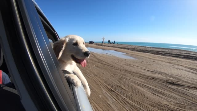 Dog in Car Looking Out  in coastline