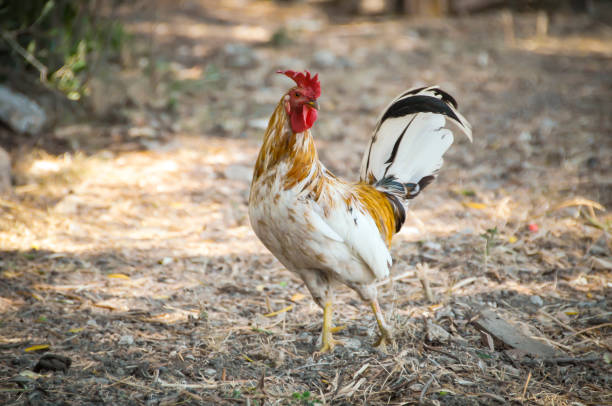 The Ligurian rooster in posing like a model stock photo